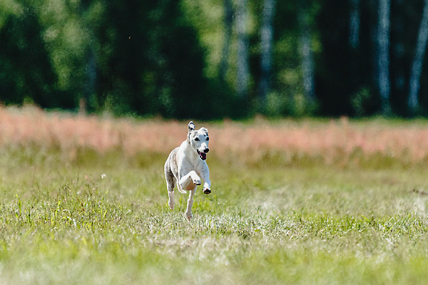 포토 JPG 해외이미지 동물 공원 행복 스포츠 셔츠 밭 포유류 모션 자연 놀이 건강 사람없음 야외 초록색 달리기 햇빛 뷰티 우주 정원 맑음 점프 검은색 경쟁 에너지 레이싱 잡기 개 유혹 강의 테리어 속도 호기심 사냥 사냥개 섬광 순간 순혈 해외202309 해외포토 공공시설 감정 컬러 컨셉 상의 농업 날씨 시합 태양 생태계 파일형식