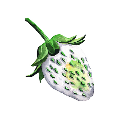 포토 JPG 해외이미지 식물 템플릿 디자인 열매 꽃 음식 꽃무늬 과일 일러스트 자연 딸기 추상 미술 사람없음 정원 벚꽃 흰색 직물 신선 신용카드 개화 인쇄 수집 그림 유기농 질감 초대 손그림 고립 동물상 엘리먼트 국경 해외202309 해외일러스트 웰빙 컬러 무늬 문화예술 금융 조형물 생태계 파일형식