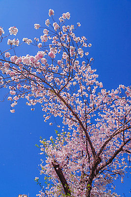 포토 JPG 해외이미지 하늘 사람없음 맑음 봄 벚꽃 벚나무 도쿄 해외202309 해외포토 나무 계절 꽃 날씨 일본 파일형식