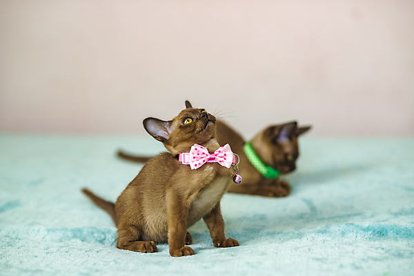 포토 JPG 해외이미지 앉기 사람없음 파란색 귀여움 고양이 해외202309 해외포토 컬러 컨셉 포유류 모션 반려동물 파일형식