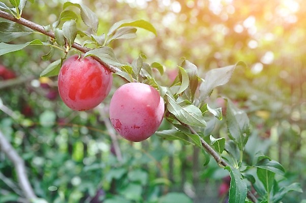 포토 JPG 해외이미지 나무 식물 계절 열매 음식 분홍색 백그라운드 농업 과일 자연 조명 건강 사람없음 야외 여름 파란색 농장 정원 보라색 수확 성장 바위 신선 달콤 과수원 유기농 원예 날것 비타민 자두 내추럴 숙성 비건 해외202309 해외포토 웰빙 산업 컬러 취미 돌_바위 맛 생태계 영양소 채식주의자 파일형식