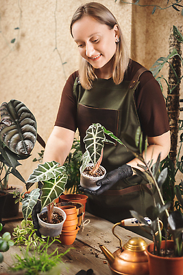 포토 JPG 해외이미지 식물 직업 라이프스타일 여자 꽃 화분 장갑 비즈니스 노동자 주택 실내 한명 사람 취미 세로 30대 상점 정원 앞치마 놀이방 수확 도시 보호 꽃집 원예 고무 주인 분재 돌봄 심기 온실 원예사 프리랜서 해외202309 해외포토 나무 1 잡화 컨셉 농업 모션 내부 건물 생활 장년 파일형식