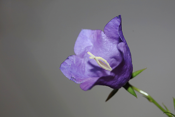 포토 JPG 해외이미지 식물 꽃잎 꽃 컬러 백그라운드 잎 꽃무늬 자연 휴가 사람없음 장식 초록색 파란색 컬러풀 뷰티 정원 보라색 봄 벚꽃 종 시골 개화 닫기 제비꽃 원예 생물학 라일락 내추럴 블루벨 해외202309 해외포토 계절 교육 무늬 모션 취미 생태계 파일형식