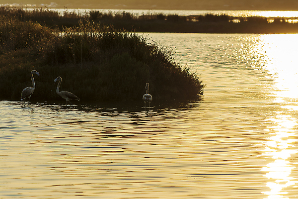 포토 JPG 해외이미지 동물 유럽 호수 야생동물 바다 분홍색 여행 날개 자연 조류 휴식 종류 풍경 사람없음 야외 물 여름 반사 고요 일몰 놀람 낭만 전원 그룹 지중해 플라밍고 그리스 석호 그리스인 내추럴 웅장함 이국적 해외202309 해외포토 자연요소 서양인 계절 감정 나라 컬러 컨셉 표정 노을 전기에너지 생태계 파일형식