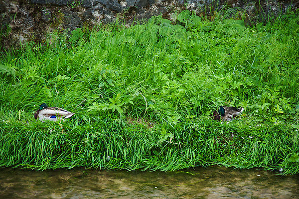 포토 JPG 해외이미지 동물 응시 야생동물 컬러 여행 백그라운드 캐나다 밭 자연 조류 서기 사람없음 야외 초록색 파란색 뷰티 환경 검은색 흰색 깃털 부리 거위 물새 내추럴 동물상 해외202309 해외포토 시선 북아메리카 농업 모션 조형물 생태계 파일형식