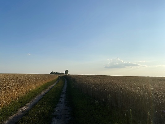 포토 JPG 해외이미지 식물 디자인 실루엣 음식 빵 줄기 조각 백그라운드 밭 농업 공장 가정 옥수수 사람없음 농작물 농장 마을 수확 황금 볏짚 낟알 자르기 시리얼 밀 심볼 보리 귀 밀가루 먼지 지역 밭일 채식주의자 호밀 귀리 해외202309 해외포토 산업 공업 모션 곡류 촬영기법 신체부위 짚 가루 채식 파일형식