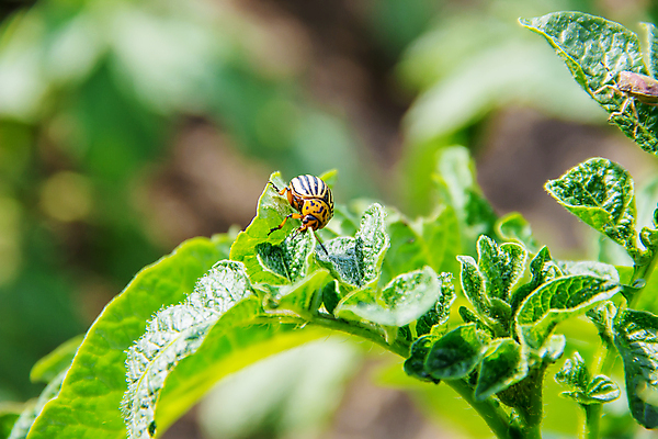 포토 JPG 해외이미지 음식 백그라운드 농업 채소 주택 감자 관리 사람없음 초록색 농장 바구니 정원 수확 성장 시골 신선 독약 맛 작음 시원함 수집 먹기 눈물 에코 유기농 시골집 질감 싸움 쇼 내추럴 곱셈 명패 바이오 온실 콜로라도 핸드메이드 많음 카피스페이스 해외202309 해외포토 웰빙 감정 산업 컬러 컨셉 모션 건물 환경 미국 공백 수학 크기 파일형식