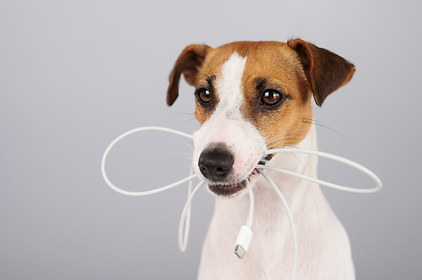 포토 JPG 해외이미지 동물 감정 이동 통신 모바일 사람없음 반려동물 장난감 디지털 검은색 손상 장비 표현 잡기 입 개 코드 강아지 치아 접속 USB 서비스 흰배경 철사 송곳니 빈털터리 나쁜 깨짐 베터리 요금 유래 하드웨어 순혈 해외202309 해외포토 컬러 백그라운드 컨셉 포유류 모션 신체부위 컴퓨터 흰색 소화기관 파일형식