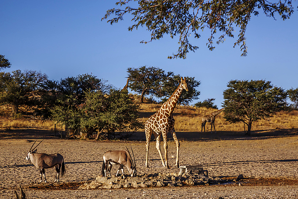 포토 JPG 해외이미지 동물 야생동물 포유류 아프리카 자연 국립공원 풍경 사람없음 야외 관광지 달러 사막 황무지 보호 기린 사파리 영양 서식지 나미비아 남아프리카 보츠와나 보호구역 칼라하리 건조기후 해외202309 해외포토 공원 나라 여행 컨셉 돈 생태계 구역 파일형식