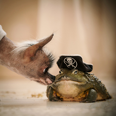 포토 JPG 해외이미지 동물 야생동물 백그라운드 파충류 생물 주택 실내 개구리 양서류 사람없음 초록색 반려동물 뷰티 노란색 회색 젖음 개 강아지 작음 큼 비만 호기심 대머리 갈기 해적 치와와 무거움 송곳니 기르기 섞기 유래 이국적 페루 해외202309 해외포토 헤어스타일 감정 컬러 컨셉 포유류 내부 건물 남아메리카 무게 치아 크기 도둑 몸매 돌봄 파일형식