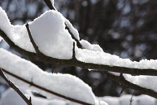 포토 JPG 해외이미지 나무 식물 계절 백그라운드 단풍 겨울 자연 벽지 아침 날씨 추상 풍경 사람없음 야외 목재 냉동 가을 흰색 나뭇가지 숲 12월 11월 서리 눈내림 겨울풍경 해외202309 해외포토 주간 컬러 잎 무늬 재료 눈_날씨 날짜 생태계 파일형식