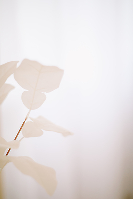 포토 JPG 해외이미지 식물 디자인 계절 꽃잎 꽃 꽃다발 결혼 백그라운드 꽃무늬 패턴 자연 벽지 추상 사랑 사람없음 장식 뷰티 환경 봄 낭만 벚꽃 흰색 신선 신용카드 생일 개화 우아함 묘사 흰배경 질감 향기 부드러움 내추럴 엘리먼트 파스텔톤 몽환 해외202309 해외포토 기념일 감정 컬러 컨셉 무늬 이벤트 금융 감각 생태계 냄새 파일형식