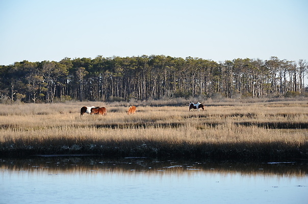 포토 JPG 해외이미지 식물 동물 호수 야생동물 바다 자연 하늘 잔디 사람없음 야외 물 강 갈색 연못 습지 해외202309 해외포토 자연요소 컬러 생태계 파일형식