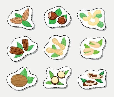 EPS 해외이미지 디자인 음식 백그라운드 컨셉 스티커 농업 다이어트 일러스트 재료 자연 건조 건강 장식 초록색 라벨 견과류 껍질 신선 그룹 낙서 혼합 만화 먹기 심볼 오브젝트 유기농 날것 땅콩 호두 아몬드 브라질 내추럴 개암나무 고립 엘리먼트 채식주의자 캐슈넛 피스타치오 피칸 벡터 개암 현실 디테일 해외202309 해외일러스트 나무 웰빙 열매 산업 컬러 모션 프레임 남아메리카 생태계 채식 파일형식