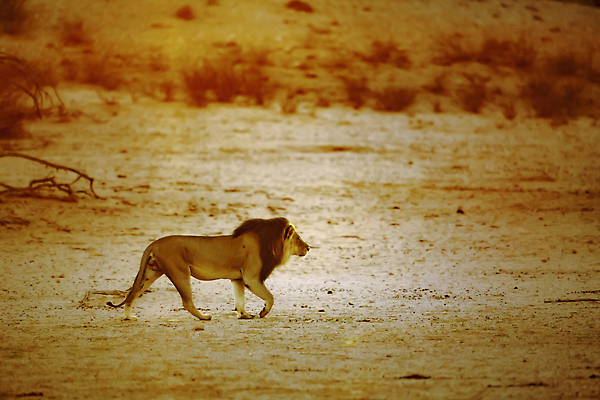 포토 JPG 해외이미지 동물 남자 야생동물 포유류 아프리카 자연 흑백 국립공원 사람없음 야외 가로 관광지 걷기 일출 고양이 황혼 일몰 새벽 사막 황무지 보호 사자 사파리 육식동물 서식지 나미비아 남아프리카 보츠와나 보호구역 칼라하리 건조기후 해외202309 해외포토 자연요소 공원 나라 여행 컨셉 모션 촬영기법 사람 반려동물 노을 생태계 구역 파일형식