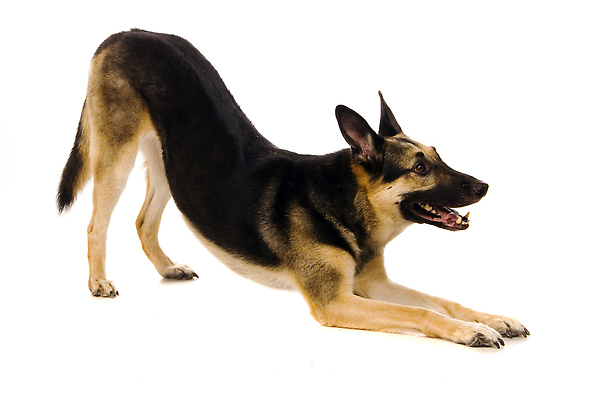 포토 JPG 해외이미지 동물 캐릭터 백그라운드 포유류 자연 실내 성인 사람없음 반려동물 뷰티 갈색 쌓기 검은색 흰색 양치기 개 보호 모피 위치 노력 동쪽 송곳니 내추럴 고립 공격적 기르기 복종 유래 진실 충실 순혈 해외202309 해외포토 직업 컬러 컨셉 모션 사람 내부 치아 방향 생태계 돌봄 파일형식