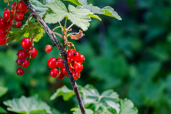 포토 JPG 해외이미지 식물 계절 열매 음식 줄기 컬러 백그라운드 잎 농업 과일 재료 디저트 건강 사람없음 빨간색 초록색 뷰티 수확 성장 나뭇가지 신선 그룹 달콤 맛 상품 소프트포커스 다발 관목 오브젝트 유기농 원예 날것 내추럴 건포도 밭일 숙성 채식주의자 많음 세련 해외202309 해외포토 나무 웰빙 산업 컨셉 포도 촬영기법 취미 채식 건과일 파일형식