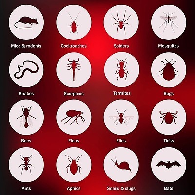 EPS 해외이미지 모양 동물 디자인 실루엣 곤충 백그라운드 일러스트 생물 경고 그래픽 세트 검은색 흰색 원형 뱀 플랫 해충 벌레 위험 전갈 딱정벌레 심볼 사인 생물학 거미 박쥐 개미 고립 모기 엘리먼트 제어 벡터 해외202309 해외일러스트 도형 교육 컬러 컨셉 절지류 포유류 파충류 촬영기법 파일형식