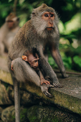 포토 JPG 해외이미지 나무 템플릿 캐릭터 배너 여자 행복 야생동물 어린이 포유류 가족 아프리카 자연 엄마 건강 동물원 미소 사람 앉기 소년 사람없음 그래픽 장식 뷰티 갈색 원숭이 아기 신생아 신용카드 바이러스 달콤 숲 수집 사파리 초대 유인원 침팬지 고립 돌봄 해외202309 해외포토 식물 동물 남자 감정 나라 컬러 관계 모션 표정 금융 맛 생태계 파일형식