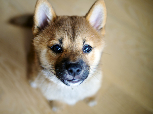 포토 JPG 해외이미지 동물 1 응시 행복 새끼 백그라운드 포유류 놀이 세포 실내 사람없음 야외 빨간색 반려동물 뷰티 갈색 귀여움 일본 아기 개 강아지 작음 모피 슛 솜털 송곳니 고립 기르기 유래 순종 해외202309 해외포토 시선 감정 아시아 컬러 컨셉 사람 내부 치아 크기 왕 돌봄 파일형식