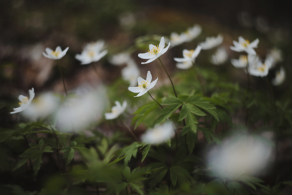 포토 JPG 해외이미지 식물 템플릿 계절 공원 꽃잎 꽃 꽃무늬 밭 자연 사람없음 야외 초록색 환경 정원 봄 낭만 들꽃 벚꽃 인사 신선 신용카드 개화 소프트포커스 숲 4월 허브 묘사 내추럴 삼림지대 생태학 아네모네 해외202309 해외포토 공공시설 교육 컬러 컨셉 무늬 농업 촬영기법 금융 예절 날짜 생태계 파일형식