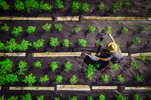 포토 JPG 해외이미지 식물 라이프스타일 남자 아시아 음식 백그라운드 밭 농업 토마토 채소 자연 노동자 풍경 사람없음 야외 초록색 여름 농작물 하이앵글 뷰티 농장 마을 환경 정원 수확 시골 신선 업무 농부 정상 땅 물주기 그림 유기농 원예 밀짚모자 항공촬영 드론 땅바닥 해외202309 해외포토 직업 모자_잡화 웰빙 계절 나라 산업 뷰포인트 컬러 모션 바닥 사람 취미 생활 작업 생태계 파일형식