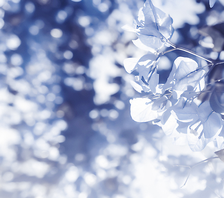 포토 JPG 해외이미지 꽃 백그라운드 나뭇잎 사람없음 파란색 나뭇가지 해외202309 해외포토 나무 식물 컬러 잎 파일형식