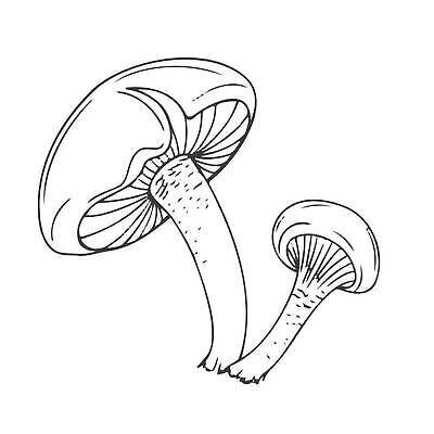 EPS 해외이미지 식물 손 디자인 계절 선 음식 일러스트 재료 자연 흑백 건강 요리 미술 그래픽 장식 정원 검은색 버섯 수확 흰색 신선 숲 스케치 라인아트 오브젝트 싱글 그림 유기농 복고 날것 심플 윤곽 손그림 내추럴 고립 곰팡이 식용 엘리먼트 채식주의자 타격 해외202309 해외일러스트 웰빙 컬러 농업 모션 문화예술 촬영기법 신체부위 생태계 채식 파일형식 벡터