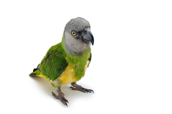 포토 JPG 해외이미지 동물 응시 남자 야생동물 컬러 백그라운드 자연 조류 생물 실내 동물원 종류 서기 사람없음 초록색 파란색 반려동물 컬러풀 뷰티 노란색 우주 상점 회색 흰색 깃털 경계 생물학 부리 앵무새 슛 멸종 노려봄 고립 이국적 잉꼬 지능 해외202309 해외포토 시선 교육 모션 표정 사람 내부 생태계 파일형식