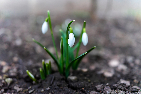 포토 JPG 해외이미지 식물 계절 꽃잎 꽃 잎 꽃무늬 봄꽃 자연 친절 사람없음 야외 장식 초록색 뷰티 환경 정원 흙 봄 성장 흰색 신선 개화 소프트포커스 심볼 묘사 만족 심플 부드러움 내추럴 취급주의 헌병 해외202309 해외포토 감정 컬러 무늬 촬영기법 경고 군인 감각 생태계 파일형식