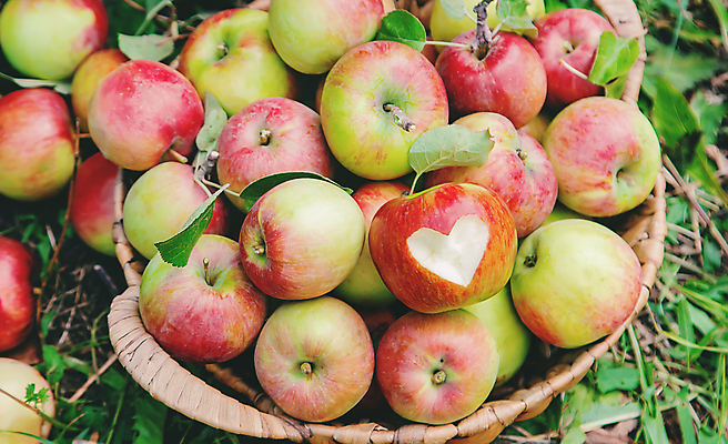 포토 JPG 해외이미지 주간 잎 자연 사람없음 야외 아웃포커스 바구니 하트 신선 사과 과수원 담기 사과농장 해외202309 해외포토 자연요소 모양 식물 농업 과일 모션 촬영기법 농장 생태계 파일형식