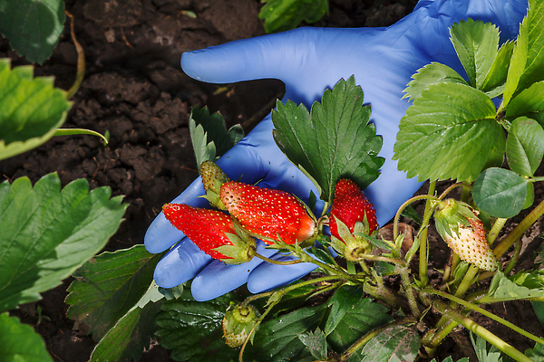 포토 JPG 해외이미지 식물 손 계절 열매 음식 장갑 잎 농업 다이어트 과일 자연 딸기 건강 사람없음 야외 빨간색 초록색 여름 농장 정원 봄 수확 신선 잡기 닫기 선택 달콤 농부 유기농 고무 내추럴 라텍스 숙성 원예사 채식주의자 해외202309 해외포토 직업 웰빙 잡화 산업 컬러 컨셉 모션 신체부위 맛 생태계 채식 파일형식