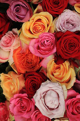 포토 JPG 해외이미지 백그라운드 사람없음 컬러풀 장미 해외202309 해외포토 꽃 컬러 파일형식