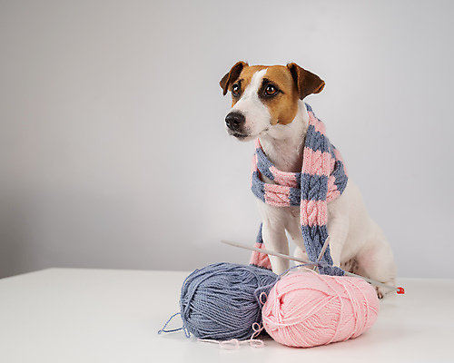 포토 JPG 해외이미지 따뜻함 사람없음 반려동물 목도리 뜨개질 털실 개 강아지 잭러셀테리어 해외202309 해외포토 동물 잡화 포유류 취미 실 테리어 파일형식