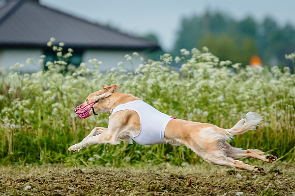 포토 JPG 해외이미지 동물 공원 행복 스포츠 셔츠 밭 포유류 모션 자연 놀이 건강 사람없음 야외 초록색 달리기 햇빛 뷰티 우주 정원 맑음 점프 검은색 경쟁 에너지 레이싱 잡기 개 유혹 강의 테리어 속도 호기심 사냥 사냥개 섬광 순간 순혈 해외202309 해외포토 공공시설 감정 컬러 컨셉 상의 농업 날씨 시합 태양 생태계 파일형식