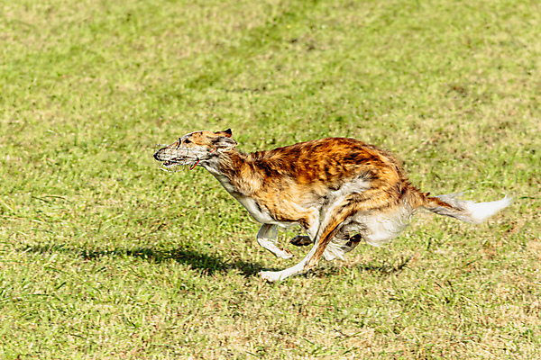 포토 JPG 해외이미지 동물 1 공원 감정 스포츠 밭 모션 놀이 건강 사람없음 야외 초록색 반려동물 달리기 뷰티 걷기 정원 점프 경쟁 에너지 게임 시골 레이싱 잡기 개 유혹 속도 사냥 송곳니 기르기 전력질주 챔피언 순혈 해외202309 해외포토 공공시설 컬러 컨셉 농업 포유류 시합 치아 돌봄 파일형식