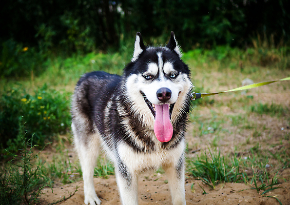 포토 JPG 해외이미지 동물 1 공원 행복 여행 백그라운드 포유류 자연 프레임 털 풍경 사람없음 야외 초록색 여름 반려동물 햇빛 태양 뷰티 머리 걷기 우정 산책 흰색 개 코드 숲 혀 늑대 송곳니 기르기 동반자 시베리아 총구 해외202309 해외포토 자연요소 계절 공공시설 감정 컬러 모션 휴식 신체부위 친구 입 치아 생태계 돌봄 파일형식