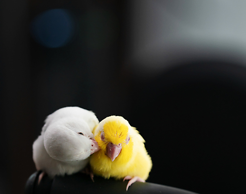 포토 JPG 해외이미지 동물 응시 야생동물 컬러 백그라운드 날개 자연 조류 함께함 사람없음 파란색 친구 반려동물 뷰티 노란색 낭만 나뭇가지 쌍 달콤 작음 깃털 부리 앵무새 내추럴 잉꼬 파스텔톤 해외202309 해외포토 나무 시선 컨셉 관계 맛 크기 생태계 파일형식