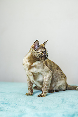 포토 JPG 해외이미지 앉기 사람없음 파란색 귀여움 고양이 해외202309 해외포토 컬러 컨셉 포유류 모션 반려동물 파일형식