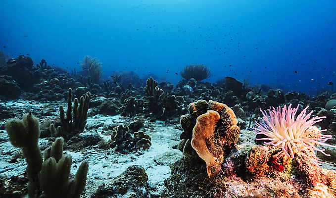 포토 JPG 해외이미지 바다 여행 어류 사람없음 여행객 수중 해외202309 해외포토 사람 수중동물 파일형식