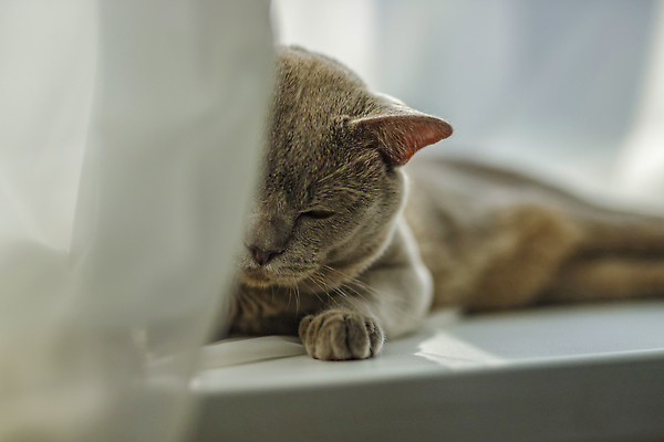 포토 JPG 해외이미지 엎드리기 사람없음 귀여움 고양이 회색 커튼 해외202309 해외포토 컬러 컨셉 포유류 모션 반려동물 파일형식