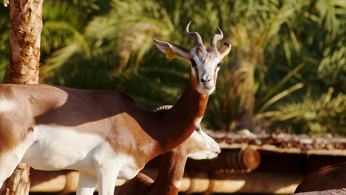 포토 JPG 해외이미지 동물 1 공원 남자 야생동물 여행 포유류 아프리카 자연 초식동물 사슴 뿔 동물원 사람없음 야외 뷰티 숫자 갈색 머리 환경 사막 황무지 사파리 영양 멸종 사하라 내추럴 가젤 사바나 생태학 해외202309 해외포토 멸종위기종 문자 공공시설 교육 나라 컬러 사람 신체부위 생태계 파일형식