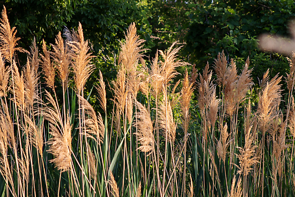 포토 JPG 해외이미지 식물 디자인 계절 포스터 줄기 컬러 백그라운드 잎 겨울 패턴 밭 농업 자연 하늘 아침 추상 건조 사람없음 야외 파란색 빛 뷰티 갈색 맑음 황금 볏짚 습지 숲 허브 질감 밀짚 내추럴 파스텔톤 해외202309 해외포토 주간 산업 무늬 날씨 짚 생태계 파일형식