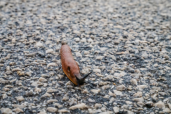 포토 JPG 해외이미지 식물 동물 유럽 야생동물 음식 잎 농업 자연 연체동물 무척추동물 주택 안테나 사람없음 야외 빨간색 초록색 갈색 환경 정원 흙 손상 젖음 성장 해충 호흡 위험 공격 땅 먹기 생물학 문제 촉수 느림 리빙 내추럴 기어가기 동물상 제어 침범 끈적임 해외202309 해외포토 교육 나라 산업 컬러 컨셉 통신 모션 건물 조형물 벌레 생태계 파일형식