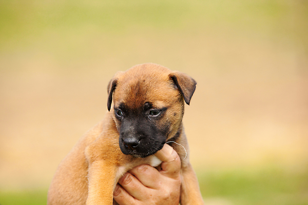 포토 JPG 해외이미지 동물 1 얼굴 새끼 백그라운드 포유류 경비 사람없음 반려동물 갈색 귀여움 흰색 양치기 개 달콤 강아지 작음 잡종 기르기 해외202309 해외포토 직업 컬러 컨셉 안전 신체부위 맛 보호 크기 돌봄 파일형식