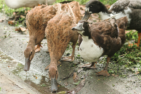 포토 JPG 해외이미지 동물 야생동물 컬러 백그라운드 밭 자연 조류 오리 서기 잔디 사람없음 야외 초록색 물 반려동물 컬러풀 뷰티 반사 머리 봄 달력 성장 흰색 아기 연못 큼 깃털 사냥 부리 거위 솜털 물새 동물상 밭일 해외202309 해외포토 자연요소 식물 계절 농업 모션 사람 신체부위 조형물 크기 생태계 파일형식