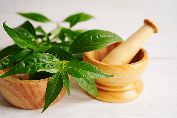 포토 JPG 해외이미지 식물 전통 아시아 음식 잎 채소 자연 건강 병원 사람없음 치료 초록색 알약 약 성장 대접 신선 바이러스 가루 약국 허브 유기농 날것 비타민 박테리아 내추럴 기침 염증 추출 치료제 억울 코로나바이러스 해외202309 해외포토 웰빙 감정 나라 컬러 의학 질병 생태계 영양소 파일형식