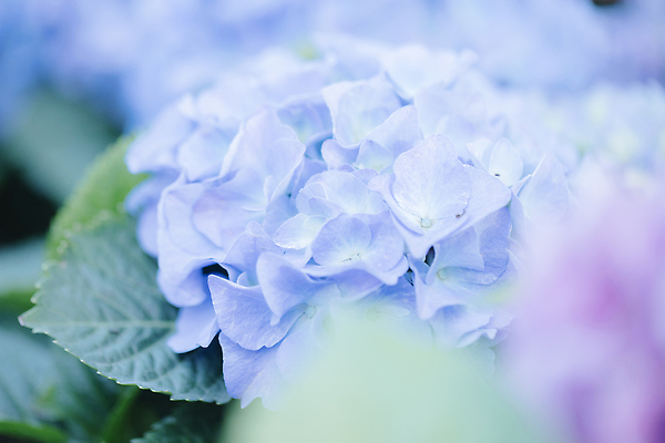 포토 JPG 해외이미지 잎 사람없음 파란색 수국 해외202309 해외포토 식물 꽃 컬러 파일형식