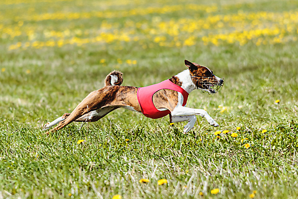 포토 JPG 해외이미지 동물 공원 행복 스포츠 셔츠 밭 포유류 모션 자연 놀이 건강 사람없음 야외 초록색 달리기 햇빛 뷰티 우주 정원 맑음 점프 검은색 경쟁 에너지 레이싱 잡기 개 유혹 강의 테리어 속도 호기심 사냥 사냥개 섬광 순간 순혈 해외202309 해외포토 공공시설 감정 컬러 컨셉 상의 농업 날씨 시합 태양 생태계 파일형식