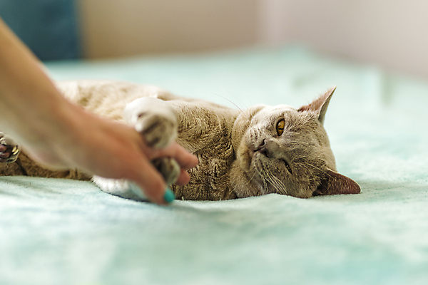 포토 JPG 해외이미지 손 신체부위 파란색 귀여움 고양이 커튼 해외202309 해외포토 컬러 컨셉 포유류 사람 반려동물 파일형식